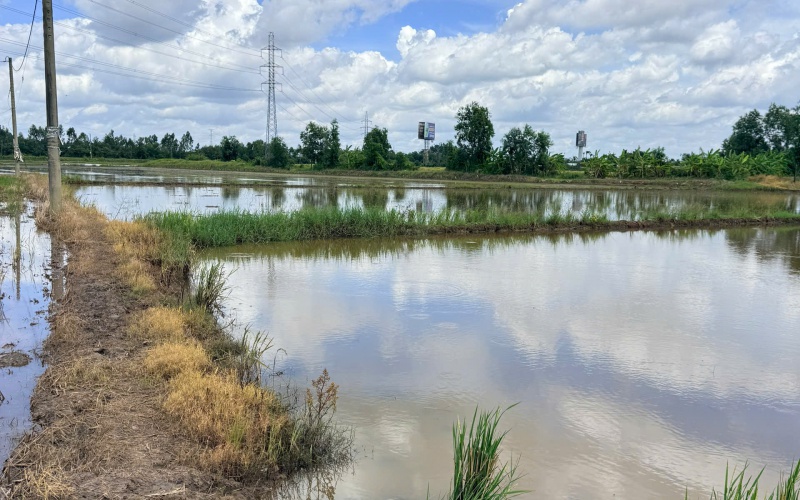 Bán thửa đất 1.000m2 đất lúa, hiện trạng chưa xây dựng (qui hoạch mới ONT), thị trấn Tân Túc, Bình 